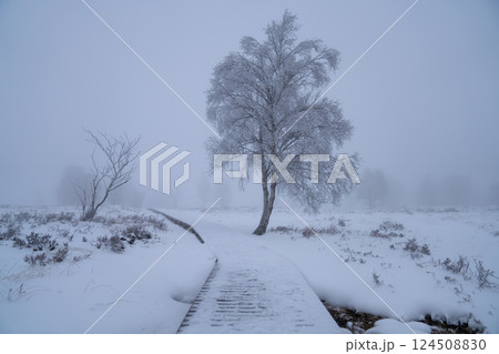 Wintertime in High Fens, Eifel, Belgium Wintertime in High Fens, Eifel, Belgium 124508830