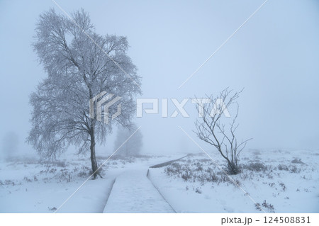 Wintertime in High Fens, Eifel, Belgium 124508831