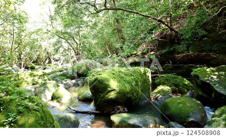 沖縄県西表島のユチン川の風景 124508908