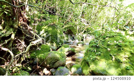 沖縄県西表島のユチン川の風景 124508910