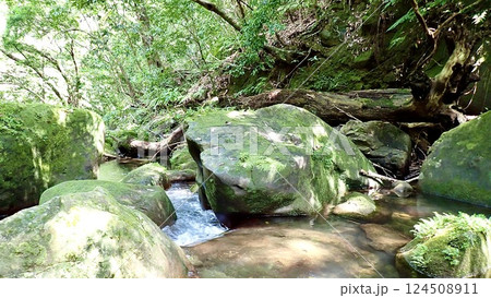 沖縄県西表島のユチン川の風景 124508911