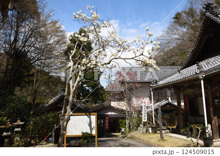 南知多のもくれん寺 大宝寺 南知多のもくれん寺 大宝寺 124509015