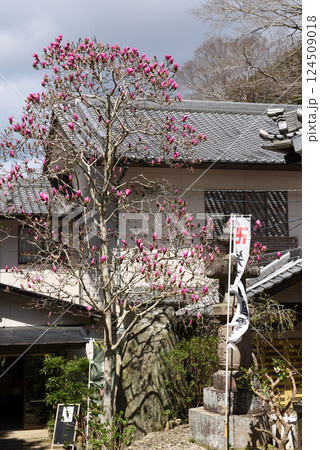 南知多のもくれん寺　大宝寺 124509018