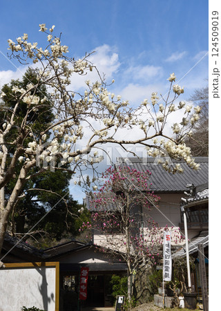南知多のもくれん寺 大宝寺 南知多のもくれん寺 大宝寺 124509019