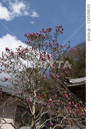 南知多のもくれん寺 大宝寺 南知多のもくれん寺 大宝寺 124509020
