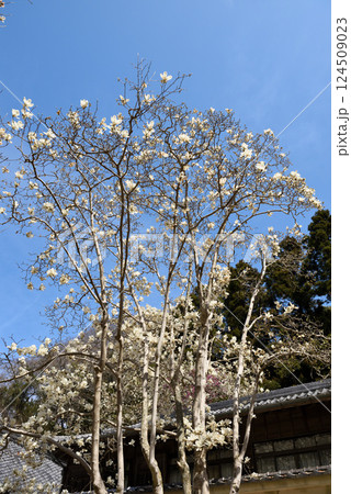 南知多のもくれん寺　大宝寺 124509023