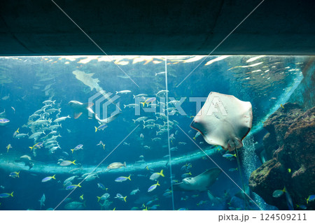 水族館　水槽の中を中を気持ちよさそうに泳ぐ魚たち 124509211