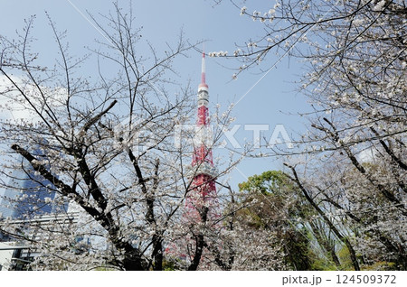 桜と東京タワー 桜と東京タワー 124509372