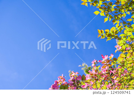 青空とハナミズキ 青空とハナミズキ 124509741