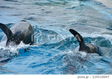 水中を泳ぐ2匹のシャチ 水中を泳ぐ2匹のシャチ 124510047