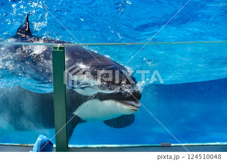 水中を泳ぐシャチ 124510048