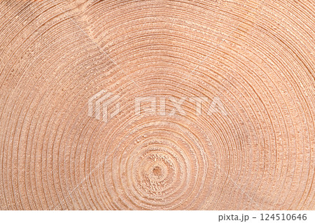 Growth rings of a spruce tree, horizontal cross section. Expanding in a wave-like manner annual or tree rings of an European spruce tree, Picea abies, cut through the dried trunk. Close-up from above. Growth rings of a spruce tree, horizontal cross section. Expanding in a wave-like manner annual or tree rings of an European spruce tree, Picea abies, cut through the dried trunk. Close-up from above. 124510646