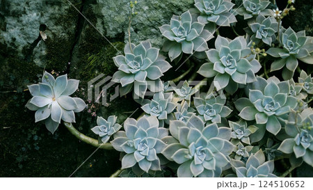 植物 工場 プランツ 124510652
