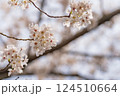 桜 124510664