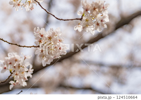 桜 124510664