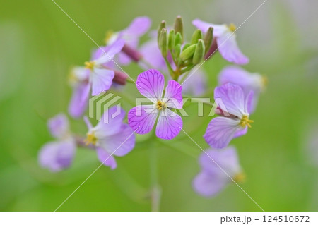 ダイコンの花 (Japanese radish) ダイコンの花 (Japanese radish) 124510672