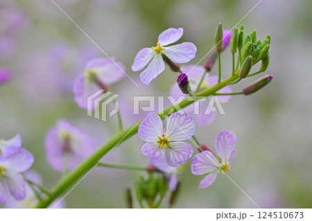 ダイコンの花 (Japanese radish) 124510673