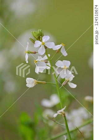 ダイコンの花 (Japanese radish) 124510674