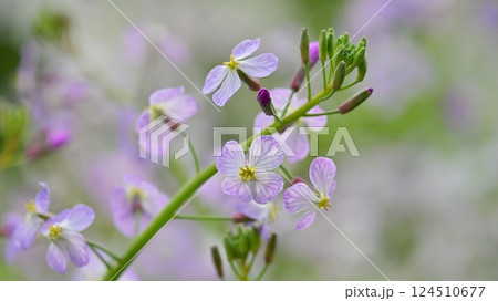 ダイコンの花 (Japanese radish) ダイコンの花 (Japanese radish) 124510677