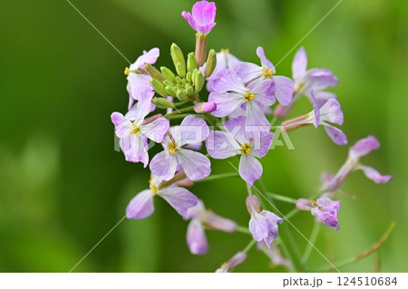 ダイコンの花 (Japanese radish) 124510684