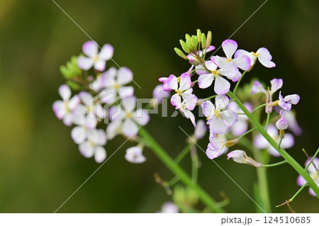 ダイコンの花 (Japanese radish) 124510685