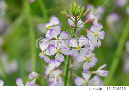 ダイコンの花 (Japanese radish) 124510686