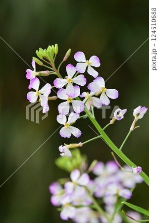 ダイコンの花 (Japanese radish) ダイコンの花 (Japanese radish) 124510688