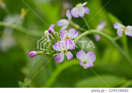 ダイコンの花 (Japanese radish) ダイコンの花 (Japanese radish) 124510692
