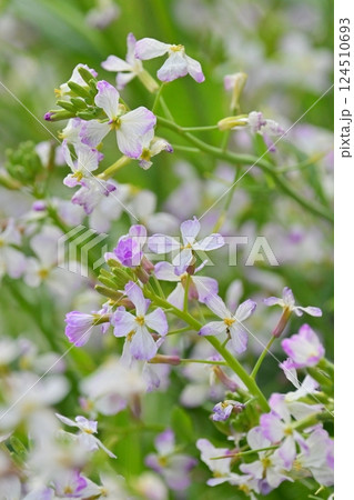 ダイコンの花 (Japanese radish) 124510693
