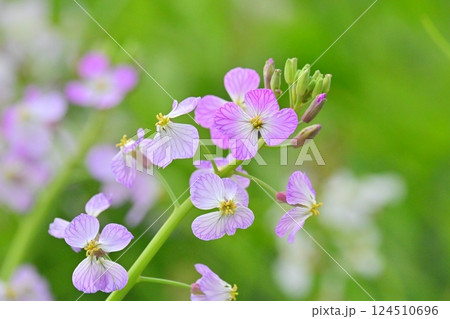 ダイコンの花 (Japanese radish) ダイコンの花 (Japanese radish) 124510696