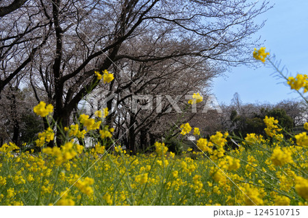 菜の花畑と桜並木 菜の花畑と桜並木 124510715