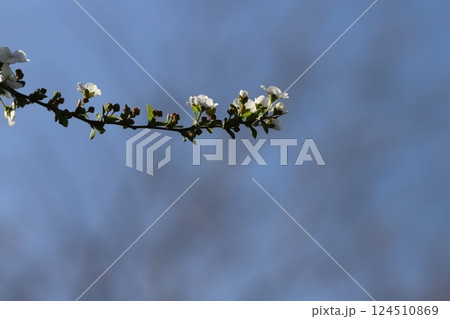春の公園に咲く白い小さなユキヤナギの花 春の公園に咲く白い小さなユキヤナギの花 124510869