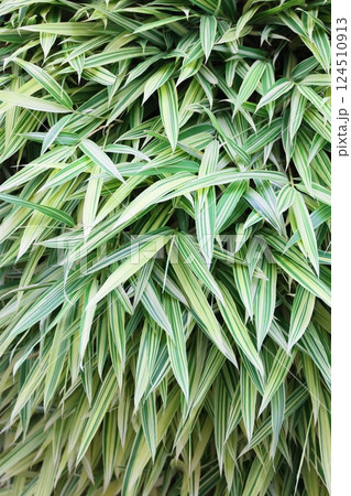 一面に広がる新緑の葉(背景素材) 124510913