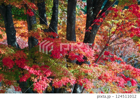 真っ赤に燃える紅葉 124511012