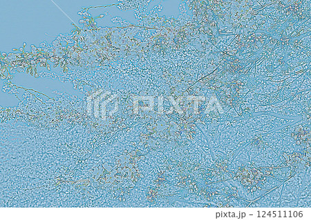 a blue background with a pattern of flowers on it a blue background with a pattern of flowers on it 124511106