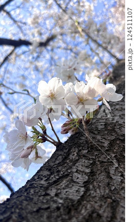 幹に咲く桜 幹に咲く桜 124511107