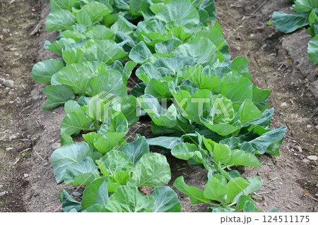 キャベツ畑:cabbage patch キャベツ畑:cabbage patch 124511175