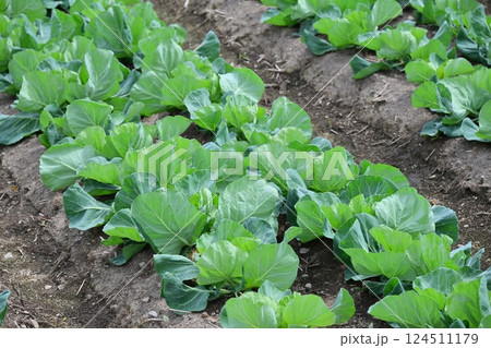 キャベツ畑：cabbage patch 124511179