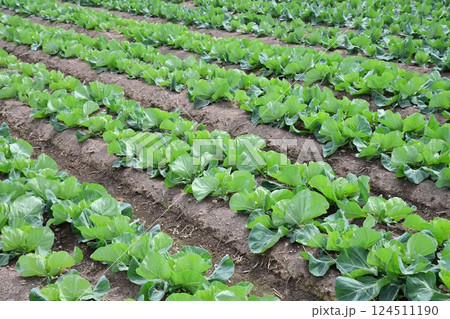 キャベツ畑:cabbage patch キャベツ畑:cabbage patch 124511190