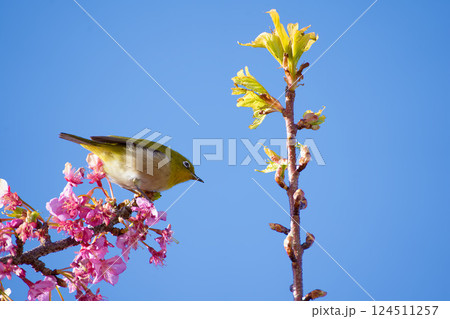 河津桜とメジロ 124511257