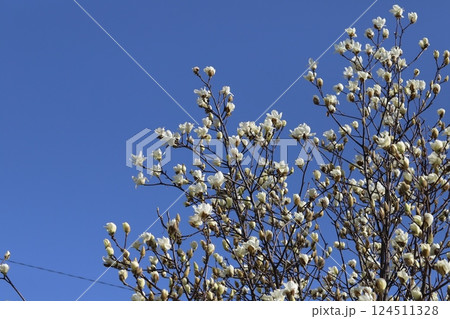 春の公園に咲く白いハクモクレンの花 124511328