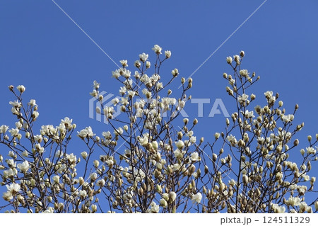 春の公園に咲く白いハクモクレンの花 124511329