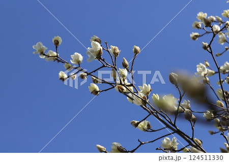 春の公園に咲く白いハクモクレンの花 124511330
