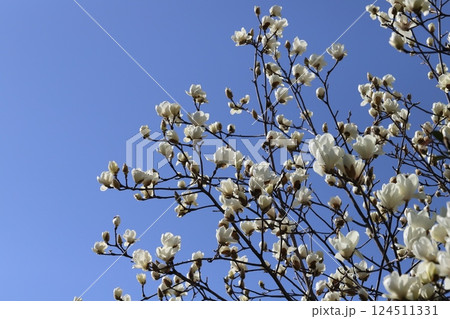 春の公園に咲く白いハクモクレンの花 124511331
