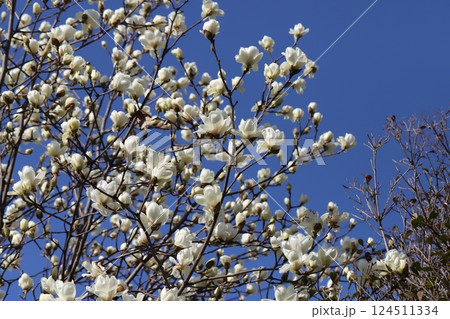 春の公園に咲く白いハクモクレンの花 124511334