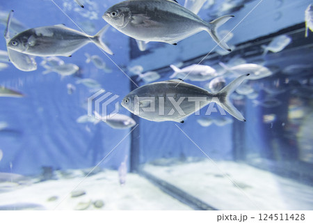 Fishes in aquarium environment Fishes in aquarium environment 124511428