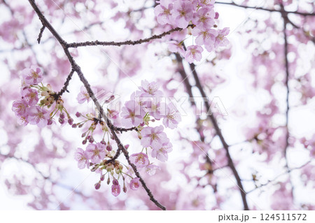 桜の花、春の花 桜の花、春の花 124511572