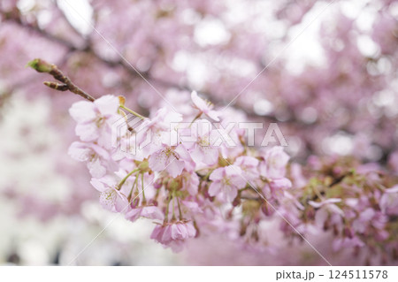 桜の花、春の花 124511578
