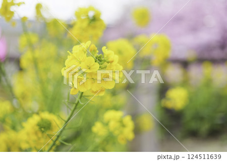 色鮮やかな菜の花、春の植物 124511639