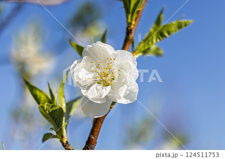 白い花桃 124511753